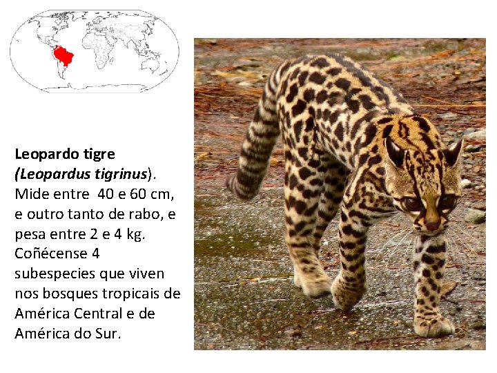 Leopardo tigre (Leopardus tigrinus). Mide entre 40 e 60 cm, e outro tanto de