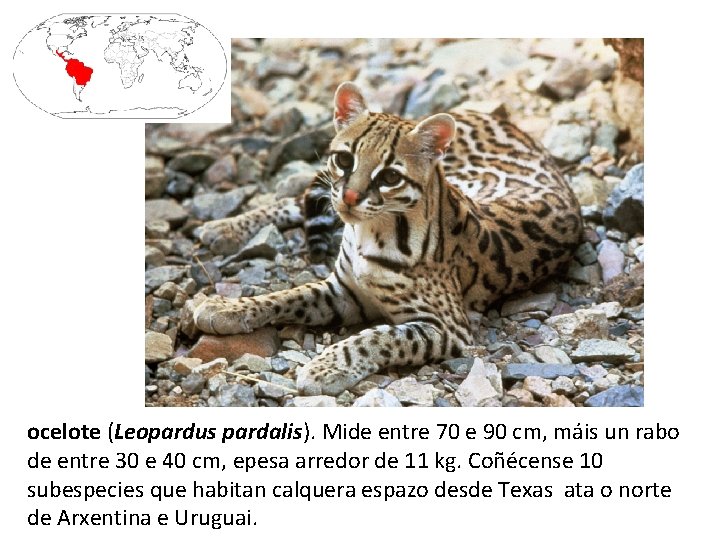 ocelote (Leopardus pardalis). Mide entre 70 e 90 cm, máis un rabo de entre