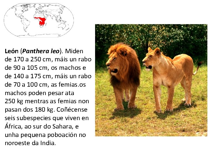 León (Panthera leo). Miden de 170 a 250 cm, máis un rabo de 90
