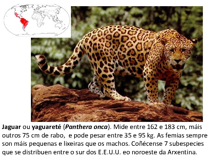 Jaguar ou yaguareté (Panthera onca). Mide entre 162 e 183 cm, máis outros 75