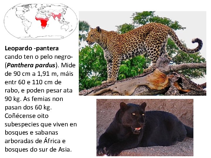 Leopardo -pantera cando ten o pelo negro(Panthera pardus). Mide de 90 cm a 1,