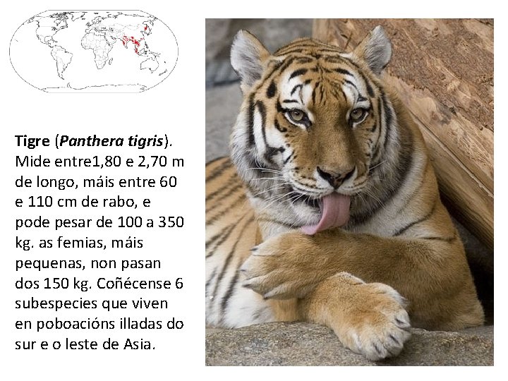 Tigre (Panthera tigris). Mide entre 1, 80 e 2, 70 m de longo, máis