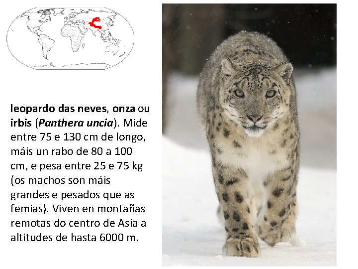 leopardo das neves, onza ou irbis (Panthera uncia). Mide entre 75 e 130 cm