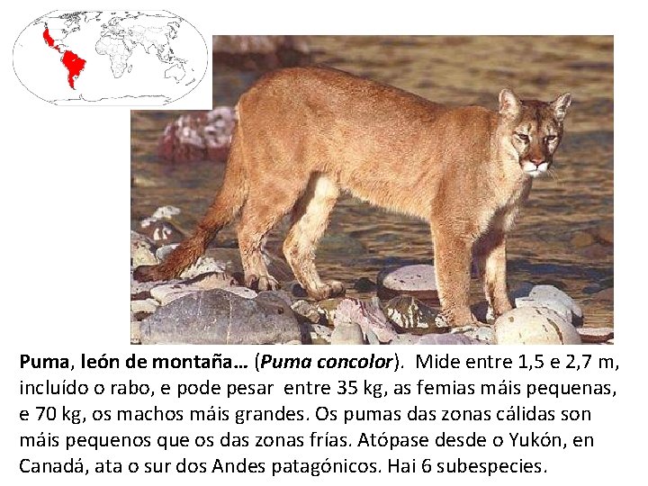 Puma, león de montaña… (Puma concolor). Mide entre 1, 5 e 2, 7 m,