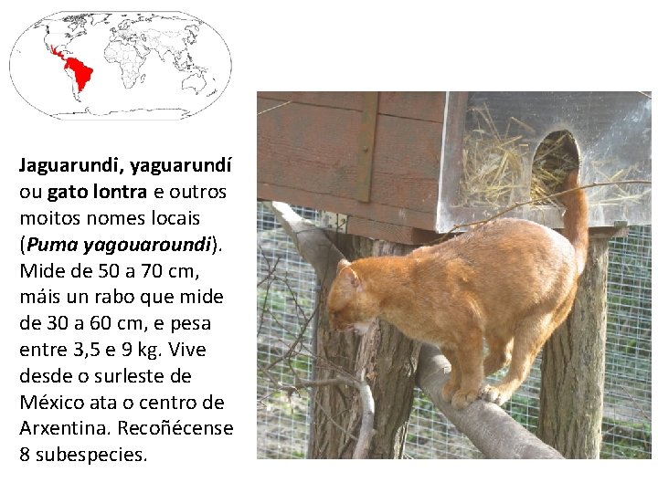 Jaguarundi, yaguarundí ou gato lontra e outros moitos nomes locais (Puma yagouaroundi). Mide de