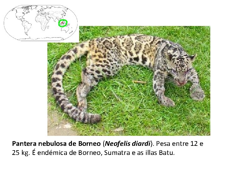 Pantera nebulosa de Borneo (Neofelis diardi). Pesa entre 12 e 25 kg. É endémica