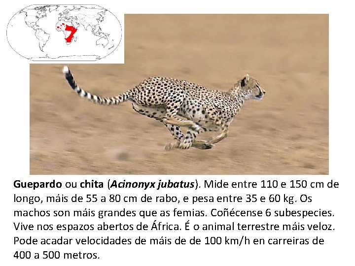 Guepardo ou chita (Acinonyx jubatus). Mide entre 110 e 150 cm de longo, máis