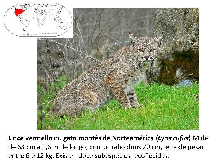 Lince vermello ou gato montés de Norteamérica (Lynx rufus). Mide de 63 cm a