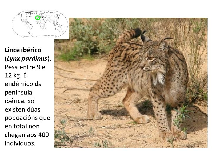 Lince ibérico (Lynx pardinus). Pesa entre 9 e 12 kg. É endémico da península