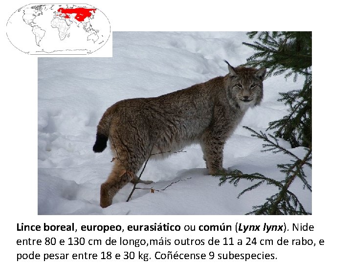 Lince boreal, europeo, eurasiático ou común (Lynx lynx). Nide entre 80 e 130 cm