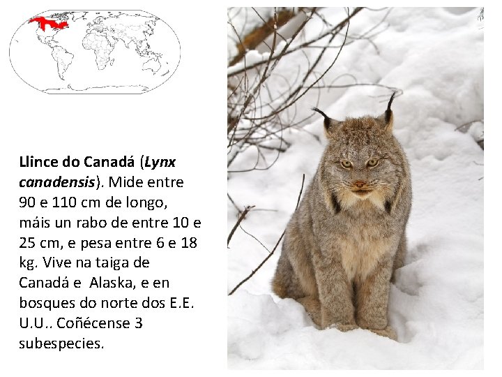 Llince do Canadá (Lynx canadensis). Mide entre 90 e 110 cm de longo, máis