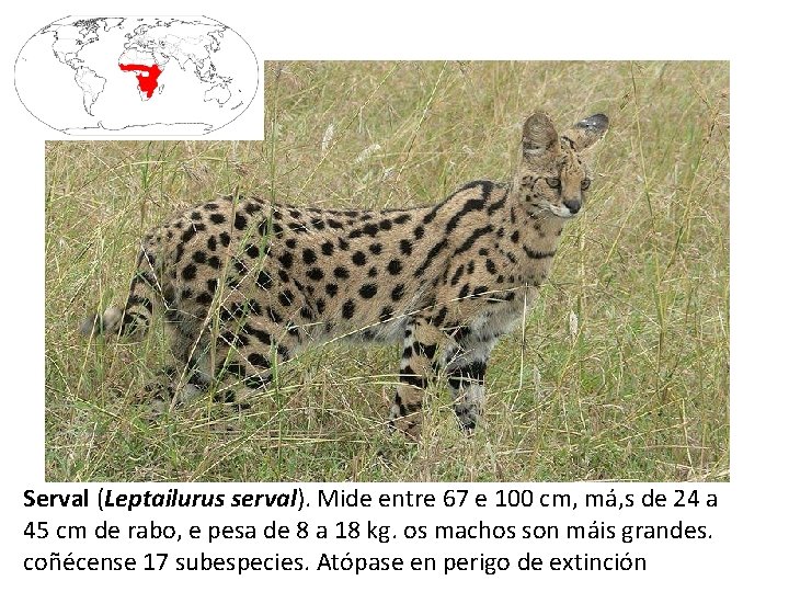 Serval (Leptailurus serval). Mide entre 67 e 100 cm, má, s de 24 a