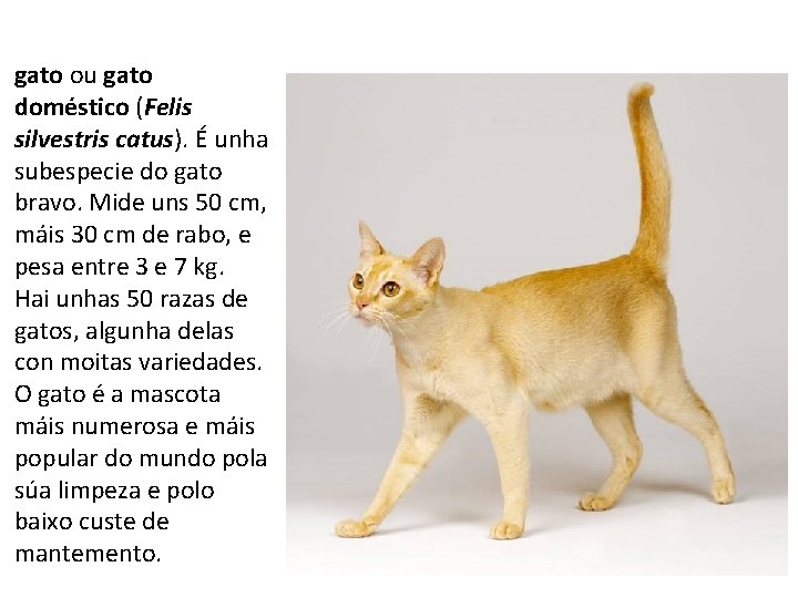 gato ou gato doméstico (Felis silvestris catus). É unha subespecie do gato bravo. Mide