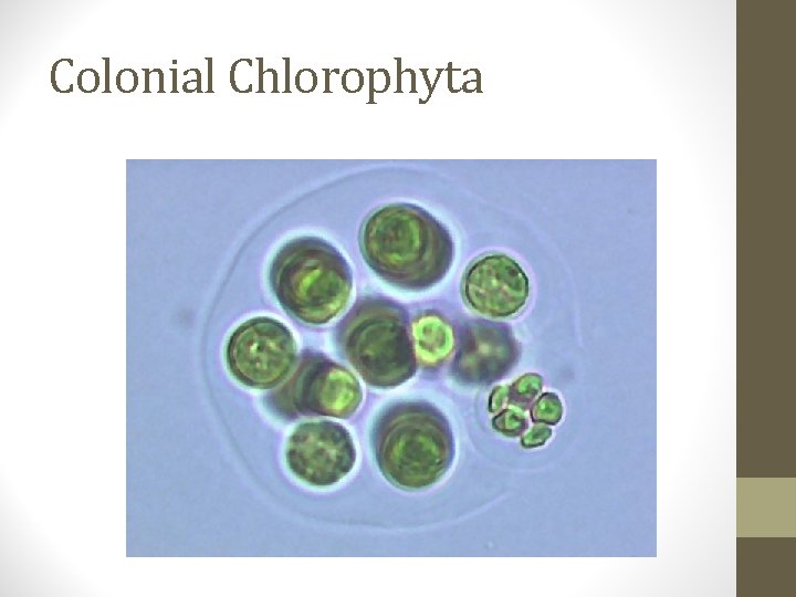 Colonial Chlorophyta 