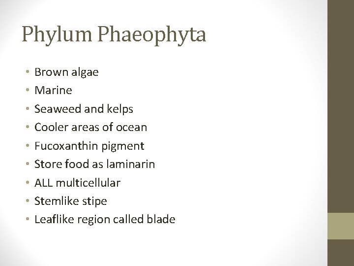 Phylum Phaeophyta • • • Brown algae Marine Seaweed and kelps Cooler areas of