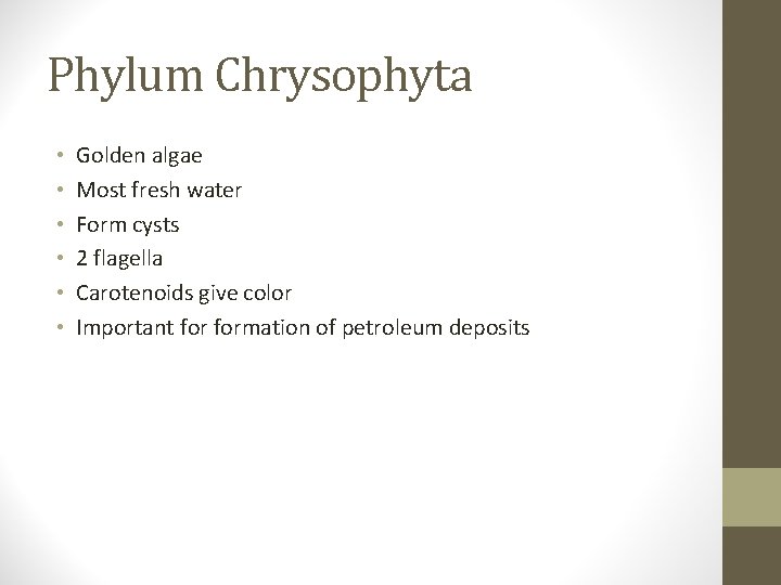 Phylum Chrysophyta • • • Golden algae Most fresh water Form cysts 2 flagella