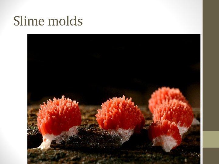 Slime molds 