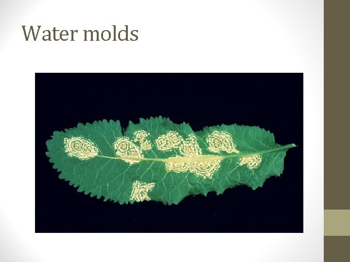 Water molds 