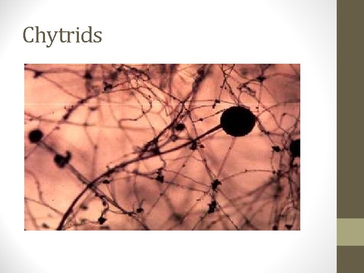 Chytrids 
