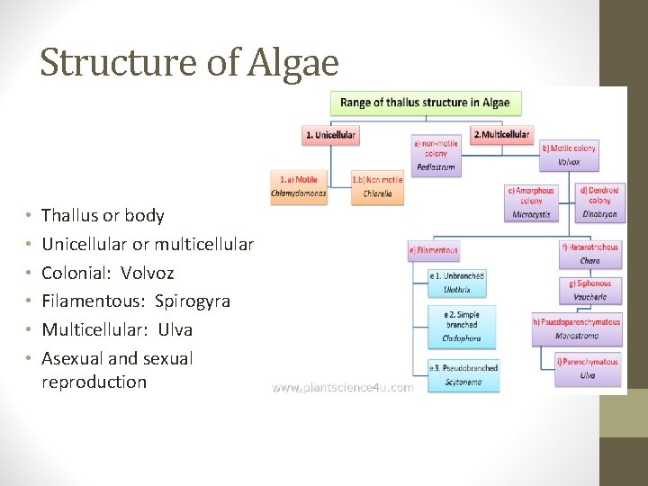 Structure of Algae • • • Thallus or body Unicellular or multicellular Colonial: Volvoz