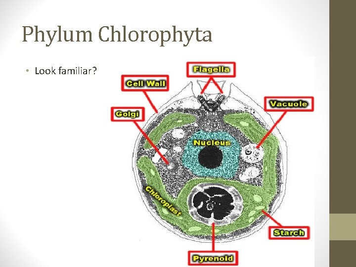 Phylum Chlorophyta • Look familiar? 