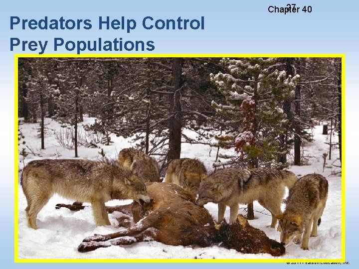 Predators Help Control Prey Populations 27 40 Chapter © 2011 Pearson Education, Inc. 