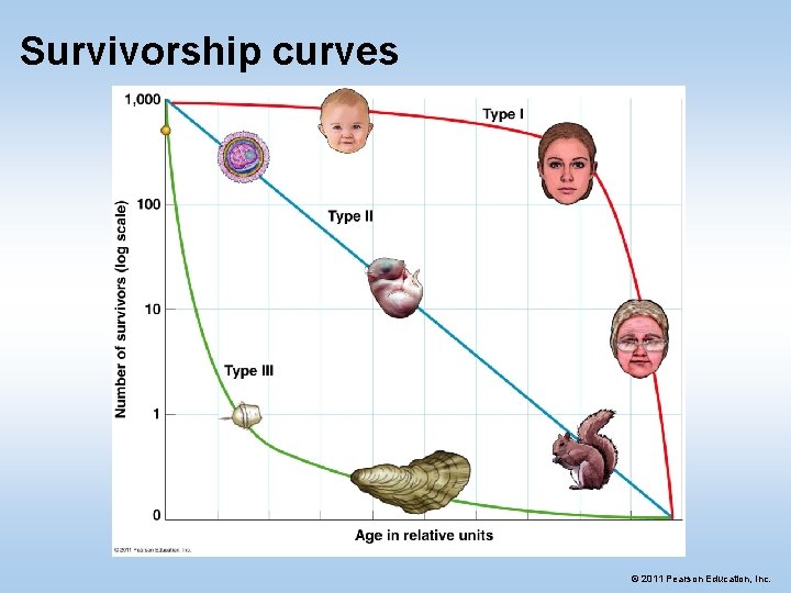 Survivorship curves © 2011 Pearson Education, Inc. 