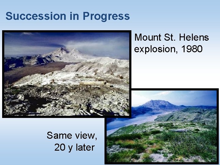 Succession in Progress Mount St. Helens explosion, 1980 Same view, 20 y later ©