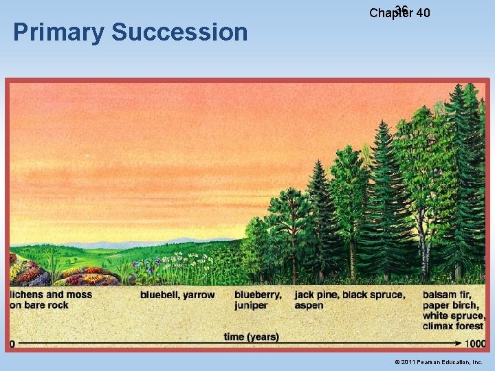 Primary Succession 36 40 Chapter © 2011 Pearson Education, Inc. 
