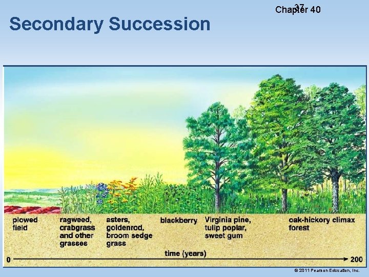 Secondary Succession 37 40 Chapter © 2011 Pearson Education, Inc. 