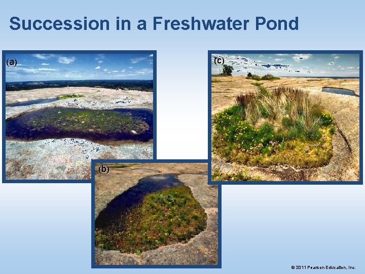 Succession in a Freshwater Pond (c) (a) (b) © 2011 Pearson Education, Inc. 