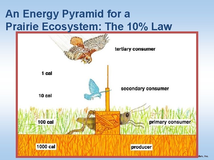 An Energy Pyramid for a Prairie Ecosystem: The 10% Law © 2011 Pearson Education,