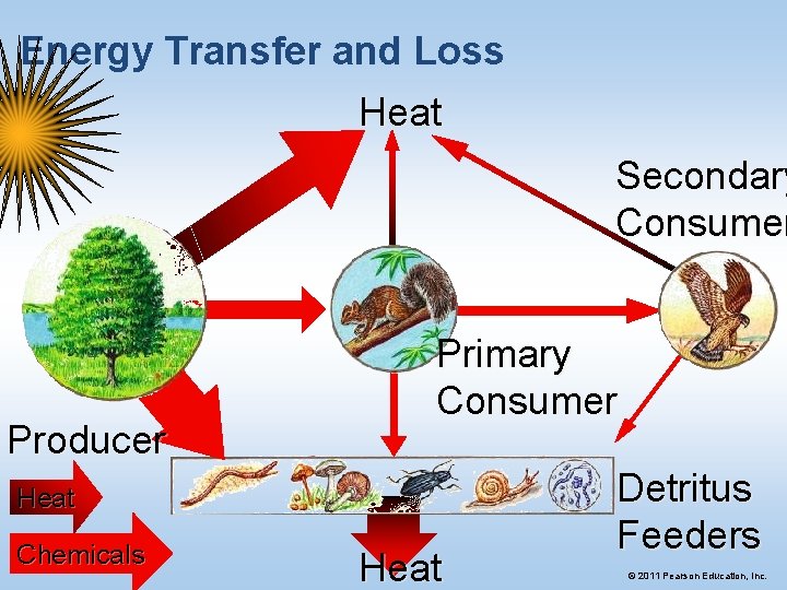 Energy Transfer and Loss Heat Secondary Consumer Producer Primary Consumer Heat Chemicals Heat Detritus