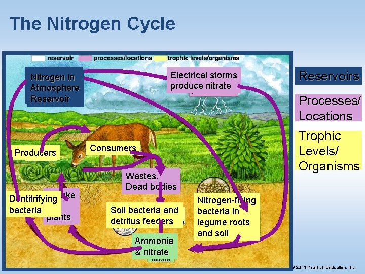 The Nitrogen Cycle Nitrogen in in Atmosphere Reservoir Producers Uptake Dentitrifying bacteria by plants