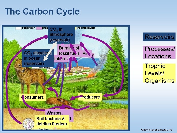 The Carbon Cycle CO 22 in atmosphere (reservoir) Reservoirs Burning of CO 2 dissolved