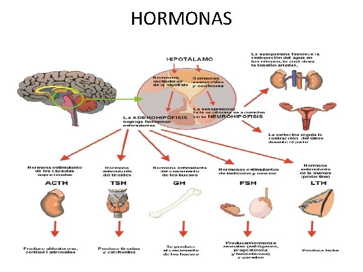 HORMONAS 