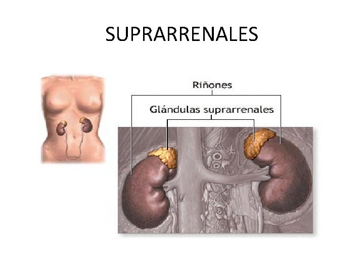 SUPRARRENALES 