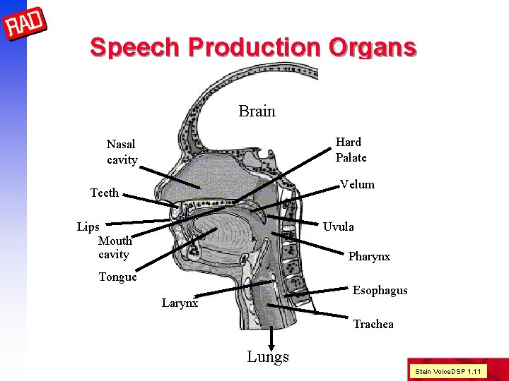 Speech Production Organs Brain Hard Palate Nasal cavity Velum Teeth Lips Mouth cavity Uvula