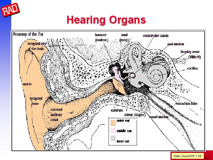 Hearing Organs Stein Voice. DSP 1. 28 