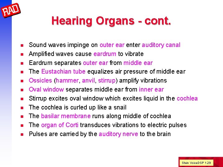 Hearing Organs - cont. n n n Sound waves impinge on outer ear enter