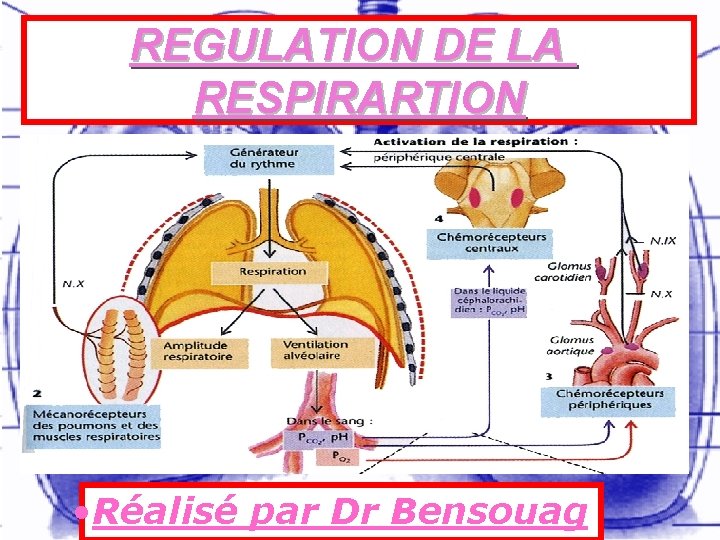 REGULATION DE LA RESPIRARTION • Réalisé par Dr Bensouag 