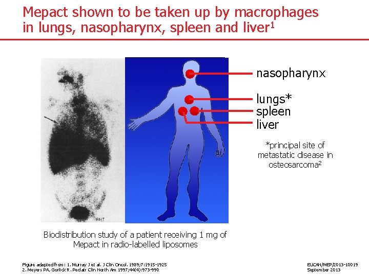 Mepact shown to be taken up by macrophages in lungs, nasopharynx, spleen and liver