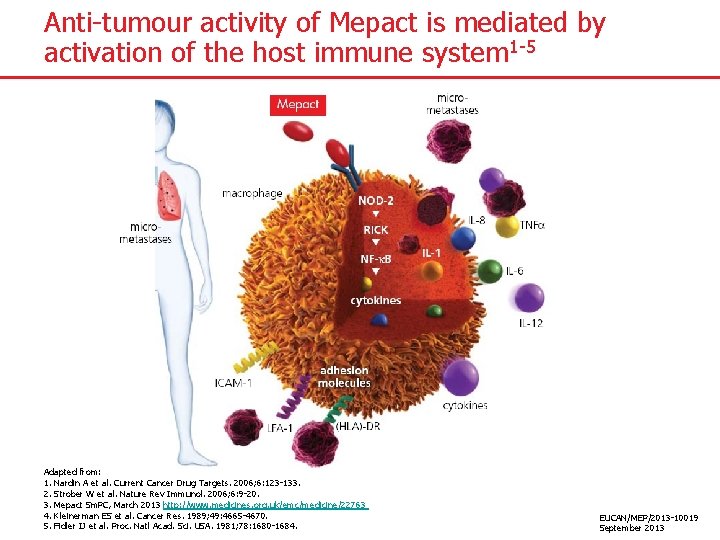 Anti-tumour activity of Mepact is mediated by activation of the host immune system 1