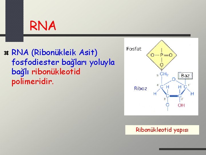 RNA (Ribonükleik Asit) fosfodiester bağları yoluyla bağlı ribonükleotid polimeridir. Ribonükleotid yapısı 