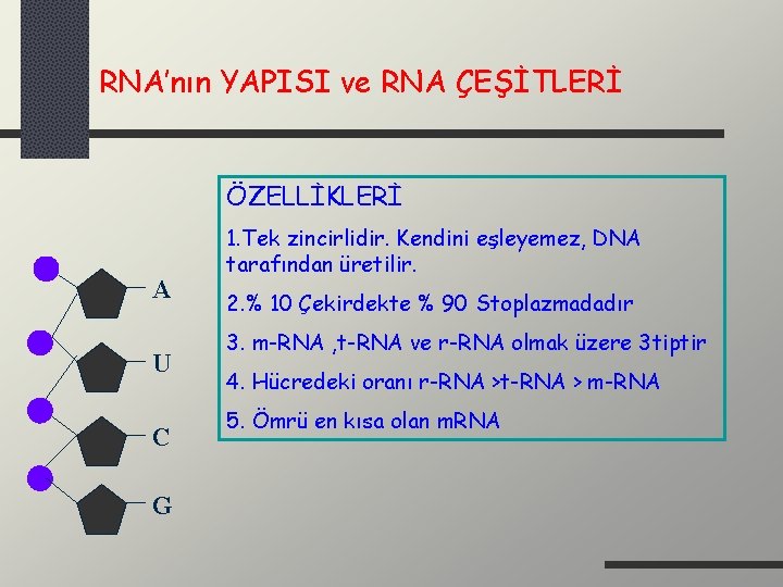 RNA’nın YAPISI ve RNA ÇEŞİTLERİ ÖZELLİKLERİ A U C G 1. Tek zincirlidir. Kendini