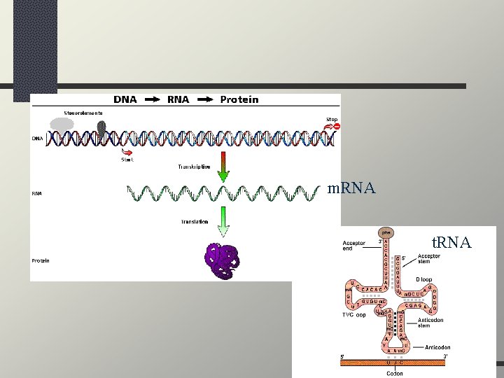 m. RNA t. RNA 