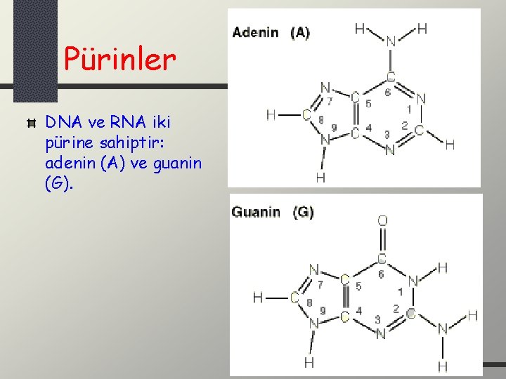 Pürinler DNA ve RNA iki pürine sahiptir: adenin (A) ve guanin (G). 