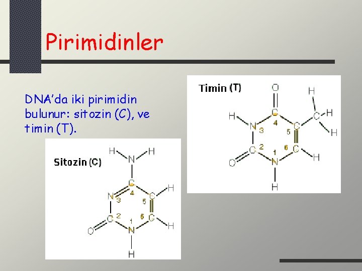 Pirimidinler DNA’da iki pirimidin bulunur: sitozin (C), ve timin (T). 