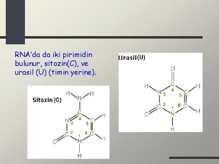 RNA’da da iki pirimidin bulunur, sitozin(C), ve urasil (U) (timin yerine). 
