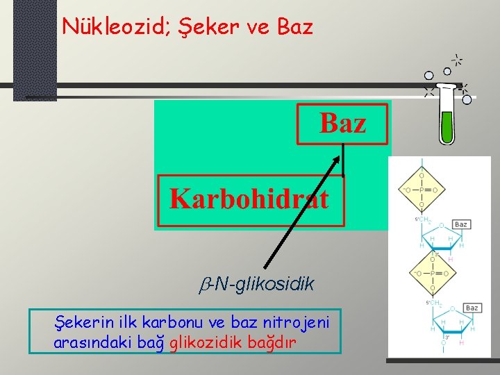 Nükleozid; Şeker ve Baz -N-glikosidik Şekerin ilk karbonu ve baz nitrojeni arasındaki bağ glikozidik